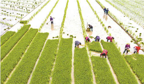 四川大竹:種業強"芯"繪豐年_人民號