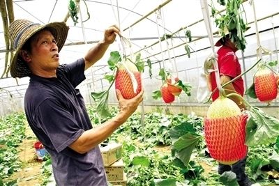 東盟經開區農產品閃耀2013中國國際種業博覽會_農業區域經濟_新浪財經_新浪網