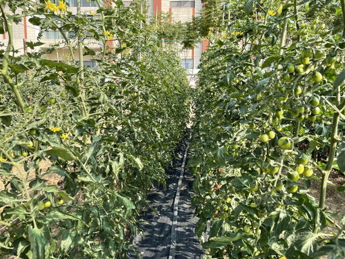 近800個(gè) 廣州歷年最多番茄新品種的展示會(huì)來(lái)了