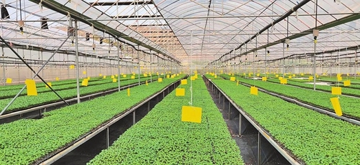 楚雄州聚能打造現代種業創新高地