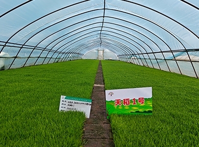 黑龍江凱瑞威種業(yè)官網(wǎng), 0451-55130496,天稻1號,金苑玉177,凱瑞威種業(yè),凱瑞威農(nóng)業(yè)