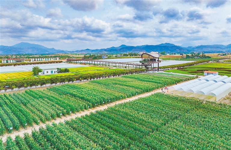海墾集團堅持“項目為王”，多舉措推進產業升級與墾地融合