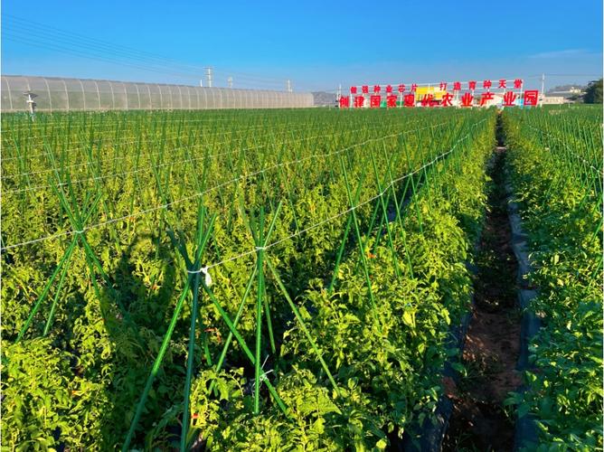 收好攻略，觀展不愁！2023云南·元謀第七屆蔬菜種業博覽會參展攻略