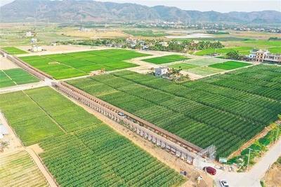 海墾南繁產業集團 深度參與南繁產業建設，打造種業新力量