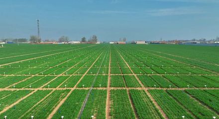 更全、更專、更廣 中國種子大會馬蘭小麥種業展示會引領種業創新