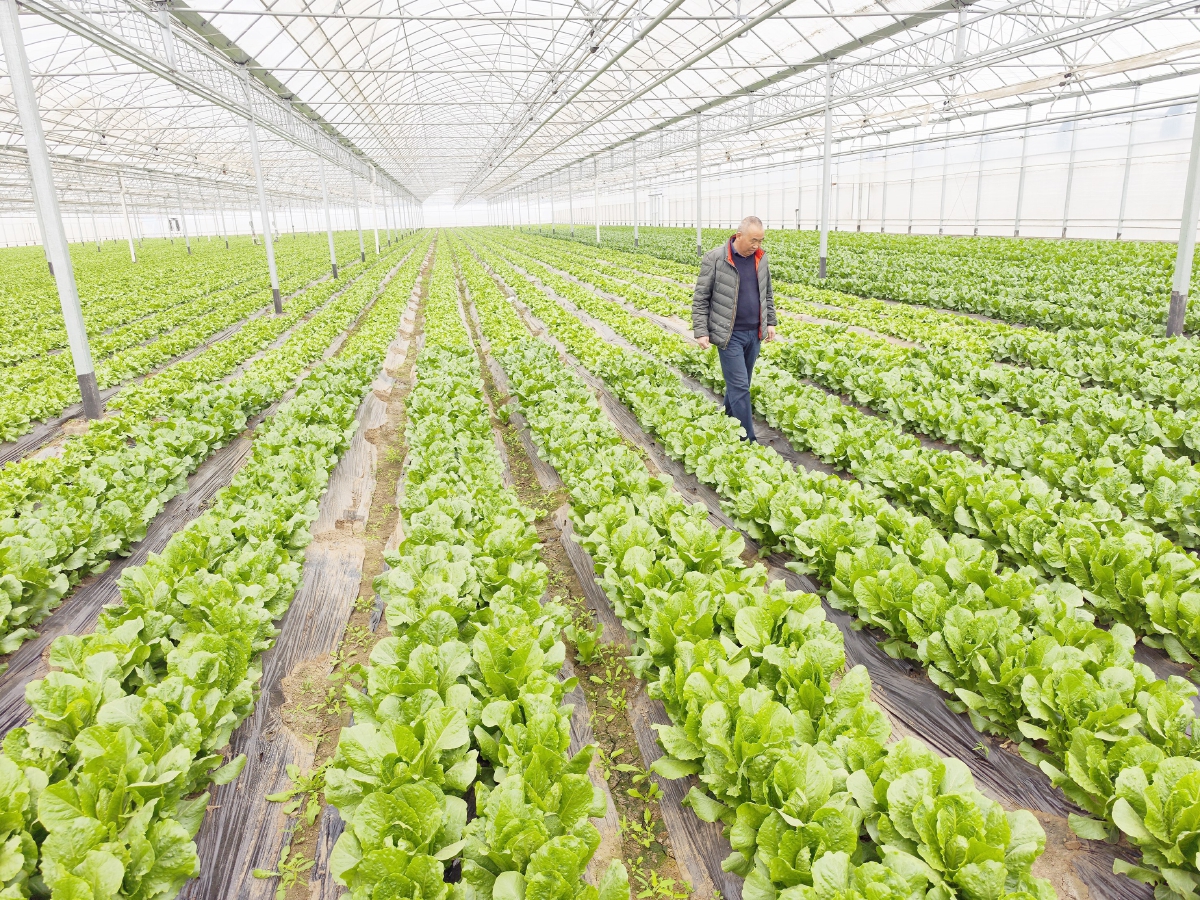 國際種業園區培育上百個新品種，推動農業現代化發展