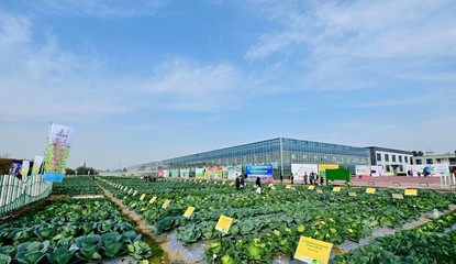 菜博會揭幕，中國南方蔬菜種業創新中心亮相，引領“菜立方”時代