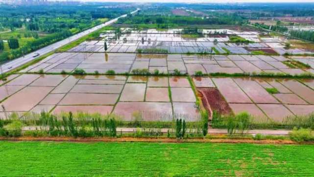 鹽堿稻浪映鵬城，科技番茄上餐桌 深圳種業力量護航國家糧食安全